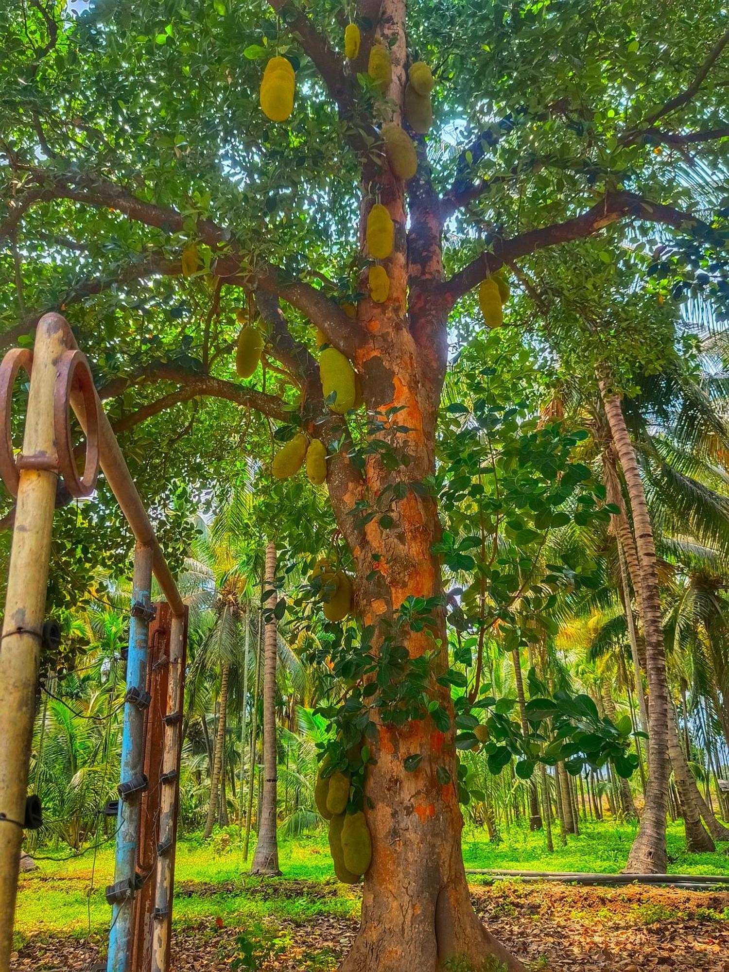 Shivalaya Farmstay Located Amdist Coconut Farm With River Access Near Isha,Adiyogi,Siruvani Alāndurai المظهر الخارجي الصورة